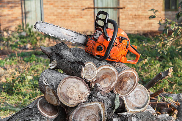 Best Tree Stump Removal  in Hayden, ID